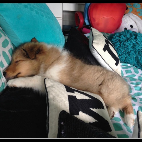 Meet your Posher, Nell - Picture 1 of 1